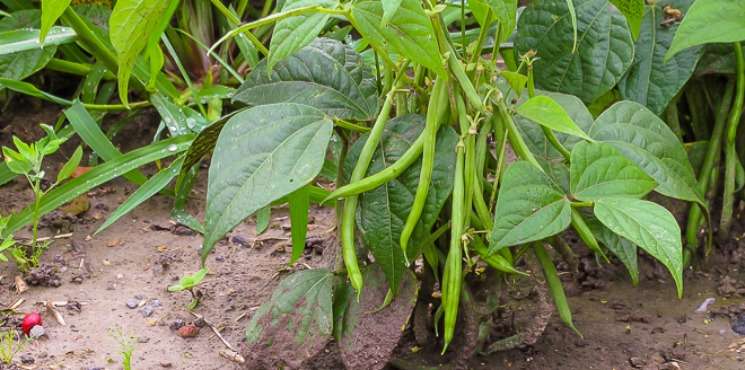 Haricot vert